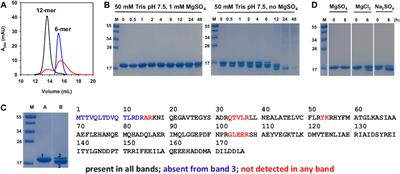 Pseudomonas aeruginosa gene PA4880 encodes a Dps-like protein with a Dps fold, bacterioferritin-type ferroxidase centers, and endonuclease activity